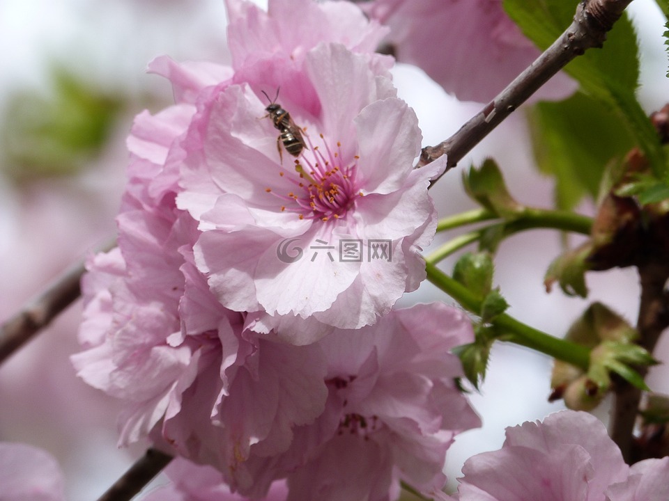 棵开花的树,蜜蜂,粉色