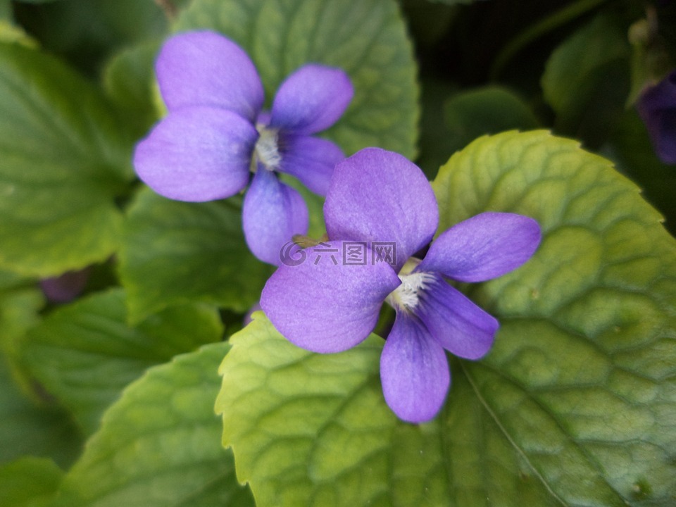 紫罗兰,花的,植物