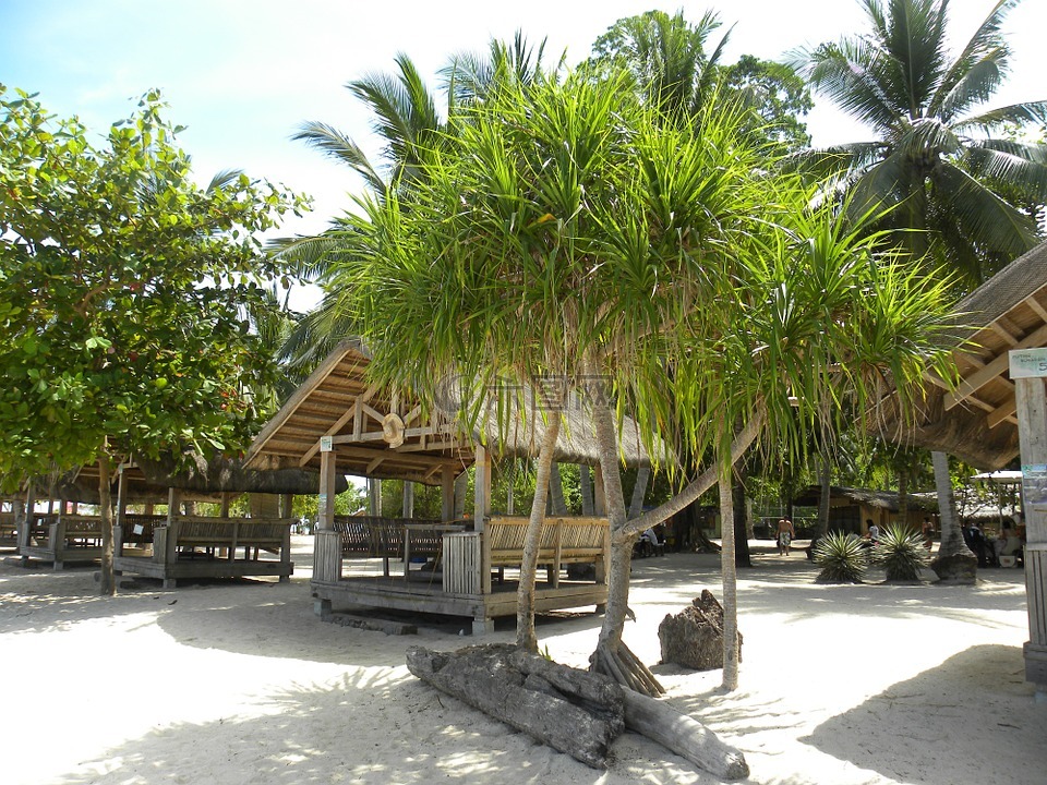 沙滩小屋,棕榈树,海滩