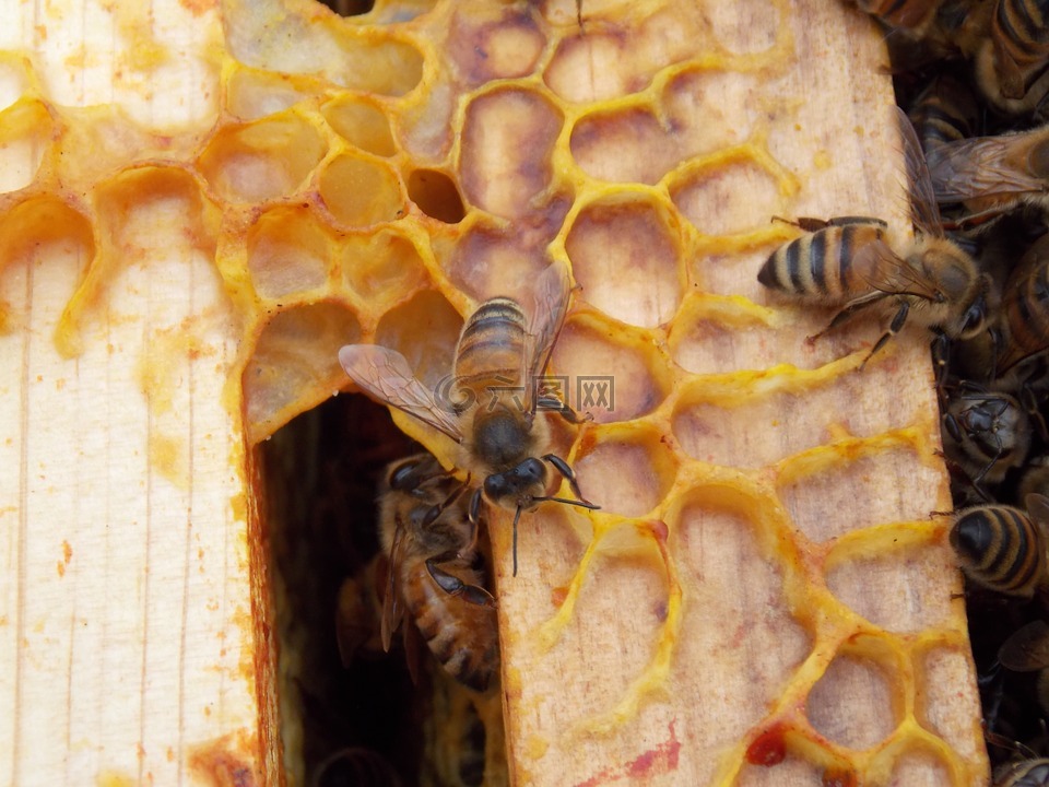 蜂窝,蜜蜂,六边形