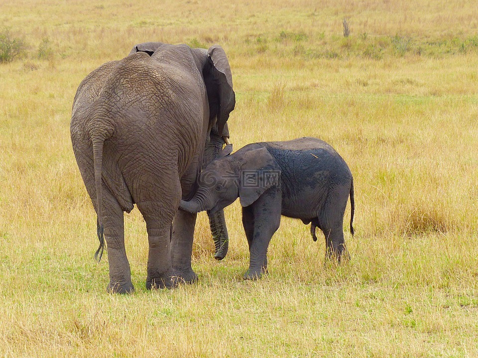 象,母亲,婴儿
