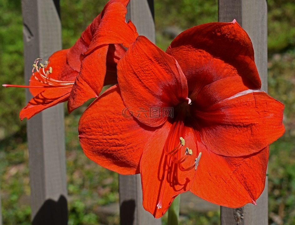 红热amaryllis,花,开花