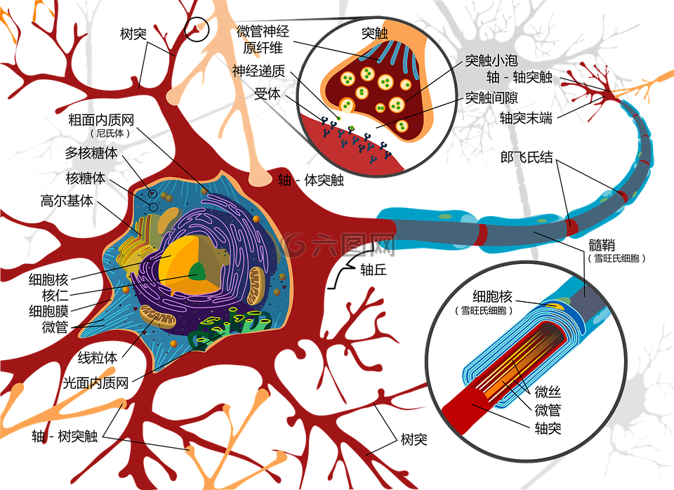 绘图,神经细胞,神经元