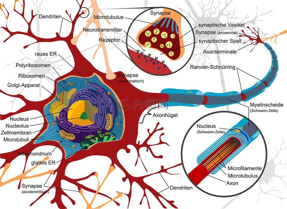 绘图,神经细胞,神经元