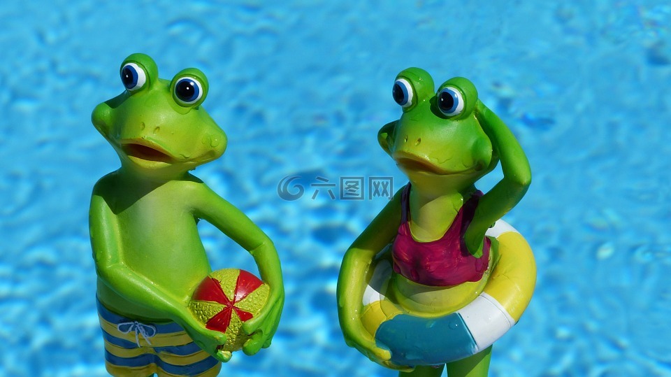 青蛙,夏季,水