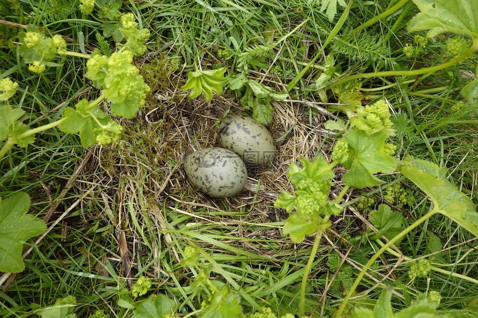 moeveneier,鸟巢,蛋