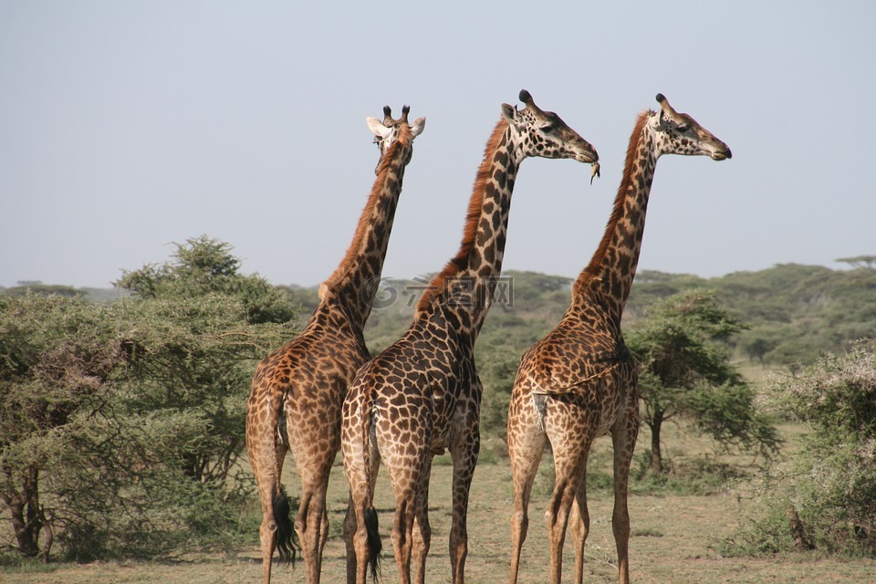 长颈鹿,非洲,坦桑尼亚