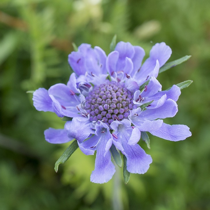 鲜花,紫色,scabiosa