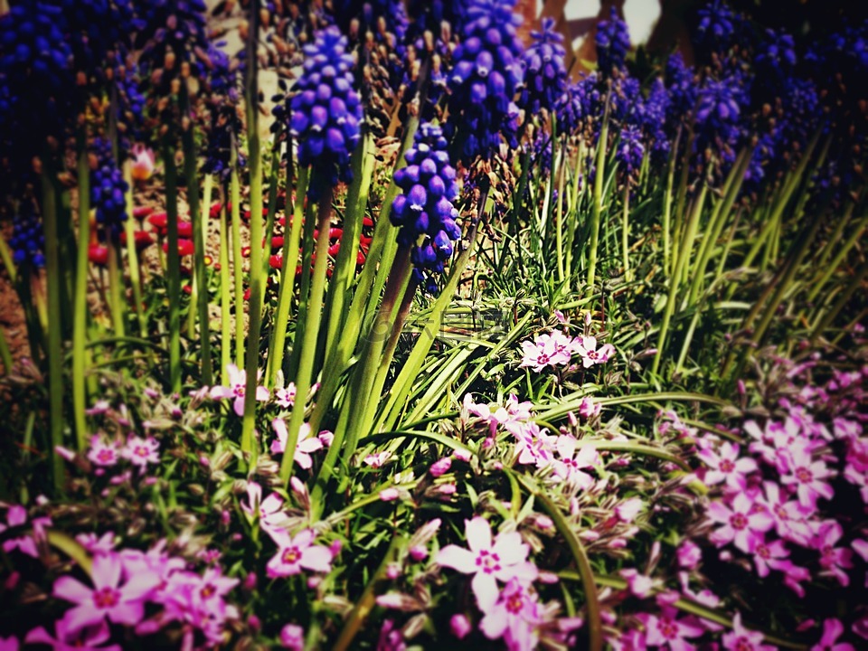 花园,春天,鲜花