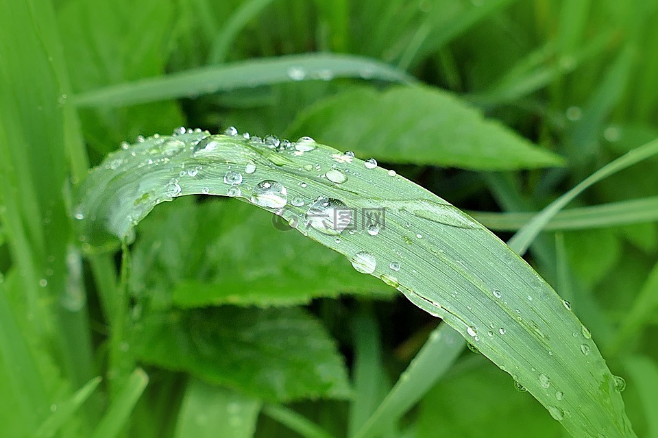 草地,草,一滴水
