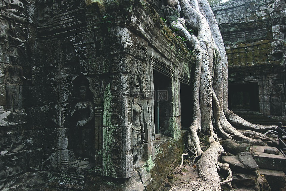 柬埔寨,寺,树