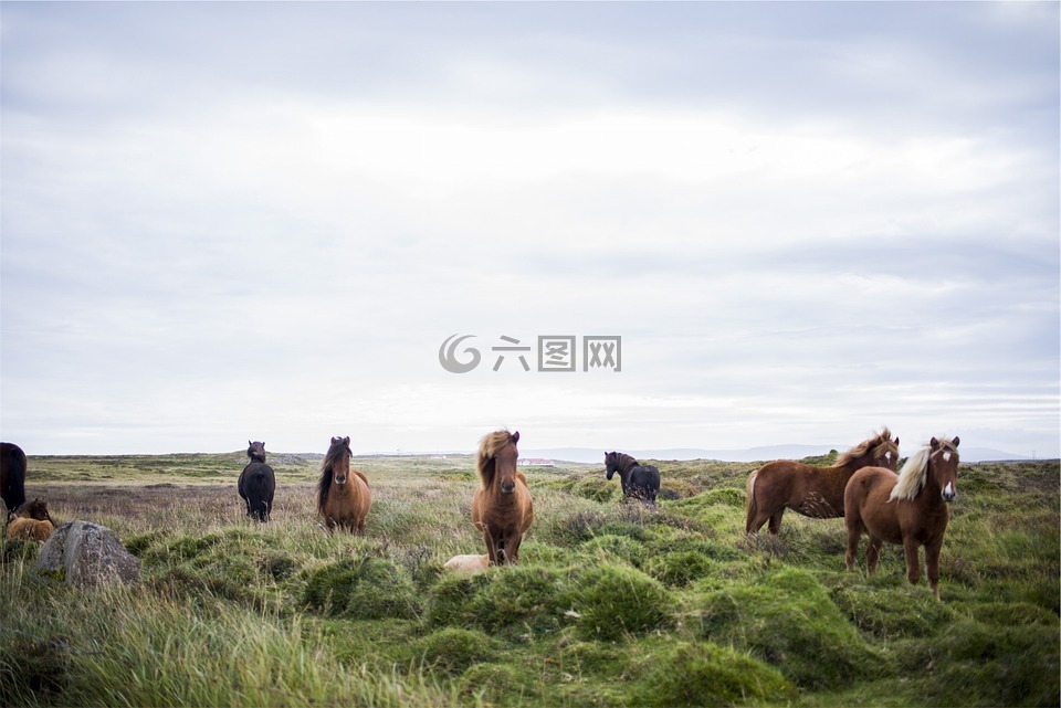 马匹,冰岛,冰岛语