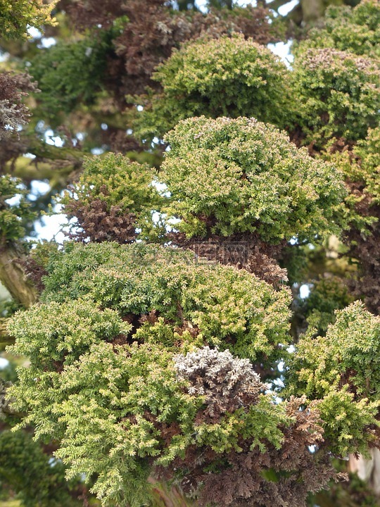 日本 sicheltanne,日本柳杉,万代杉