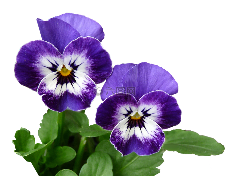 三色堇 紫色 植物高清图库素材免费下载 图片编号 六图网