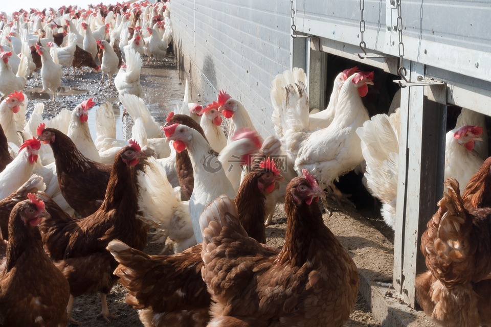 鸡,母鸡,工厂化养殖