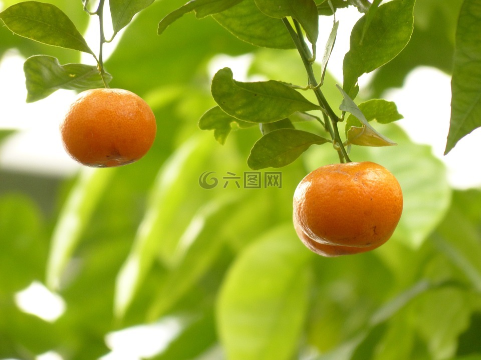 普通话,橙,树
