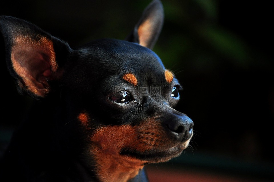 pinscher,狗,动物