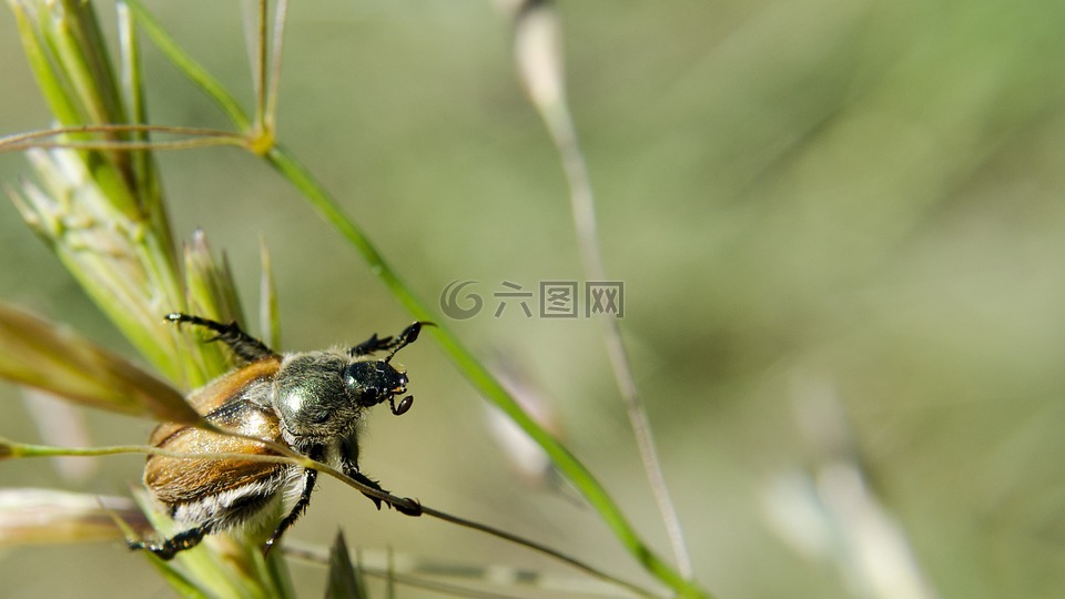 甲虫,金龟子,动物