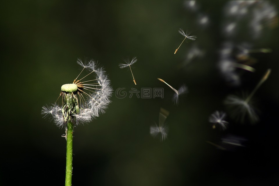 蒲公英,浮动,花
