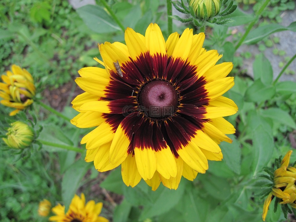 blanketflower,花园,黄色