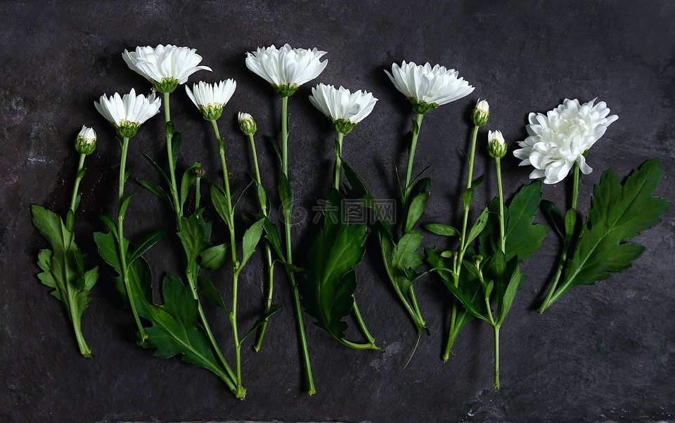 白,花瓣,鲜花