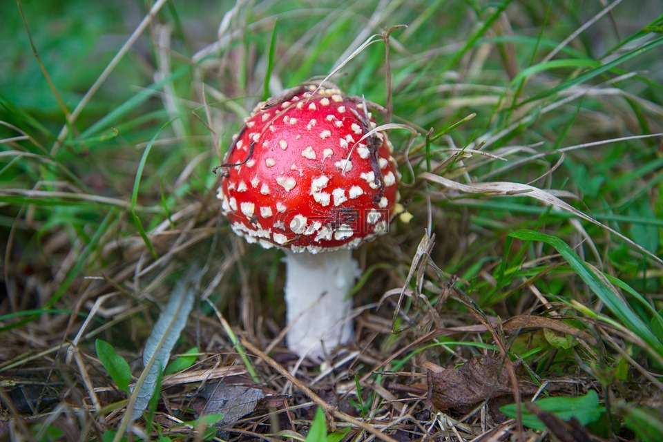 飞木耳,蘑菇,红白点