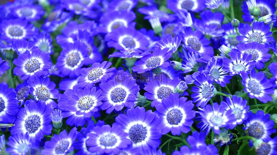 瓜叶菊,蓝色的花,春天