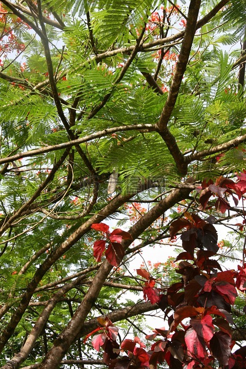 马提尼克岛,植被,开花