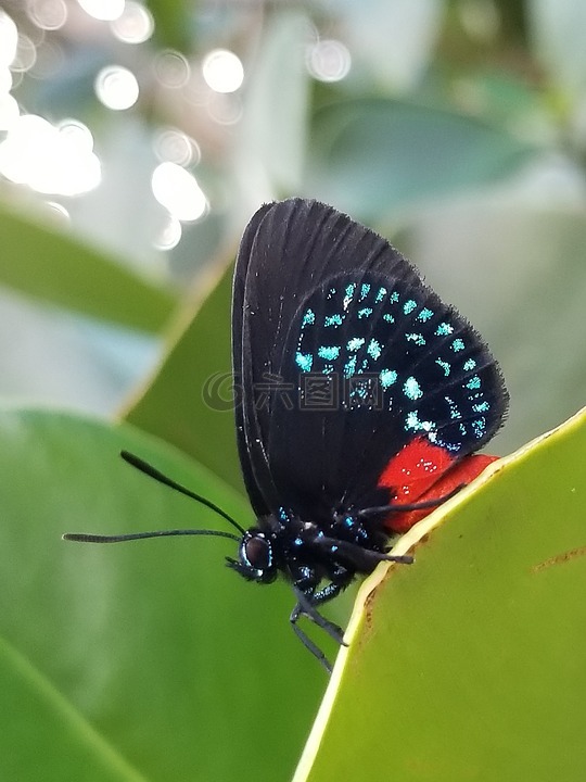 阿塔拉昆虫,蝴蝶,自然