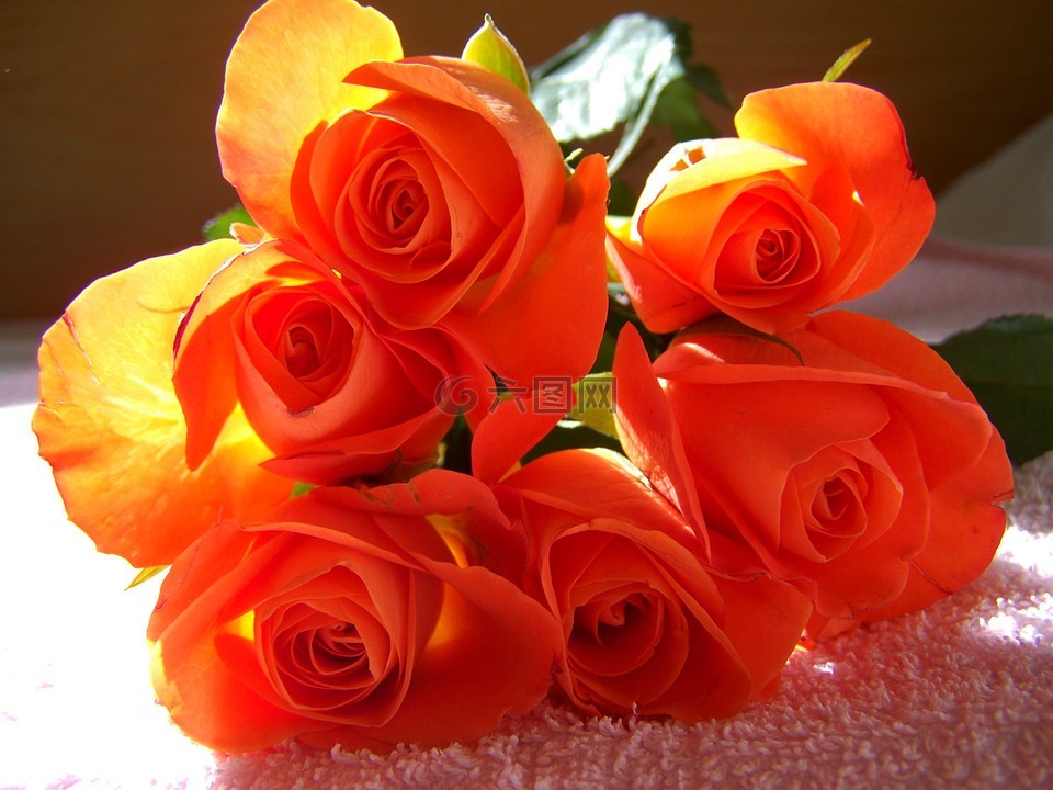 橙红色,玫瑰花束,切花
