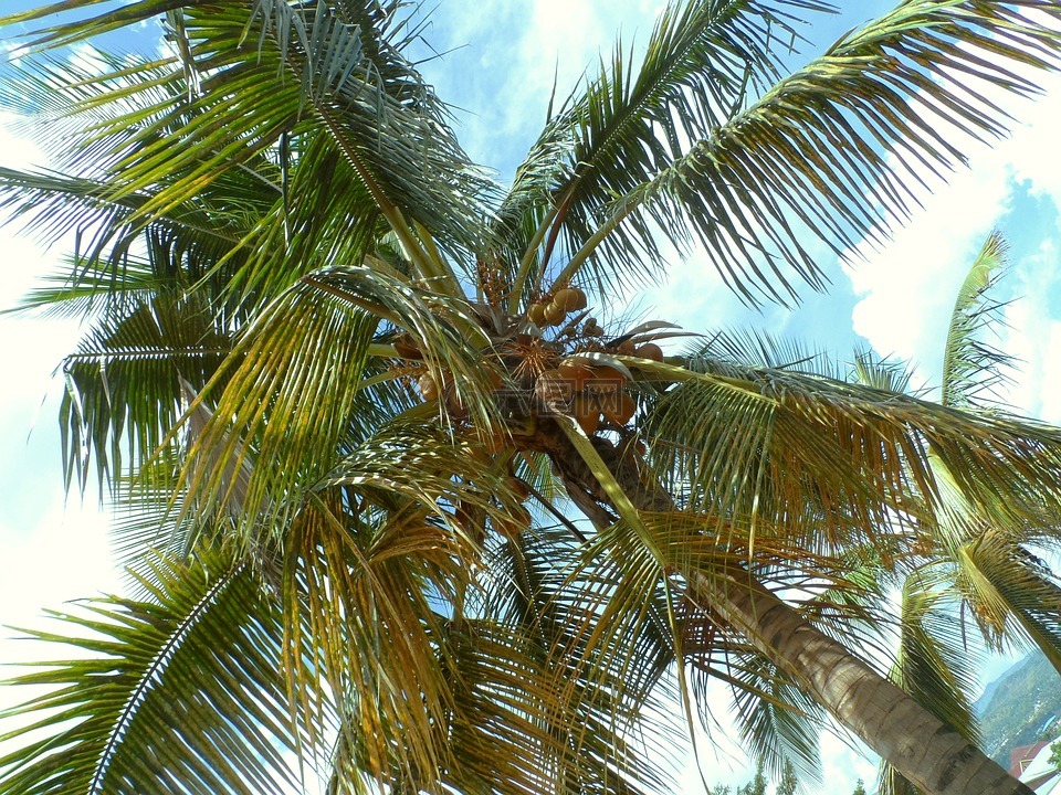 布琼布拉,布隆迪,棕榈树