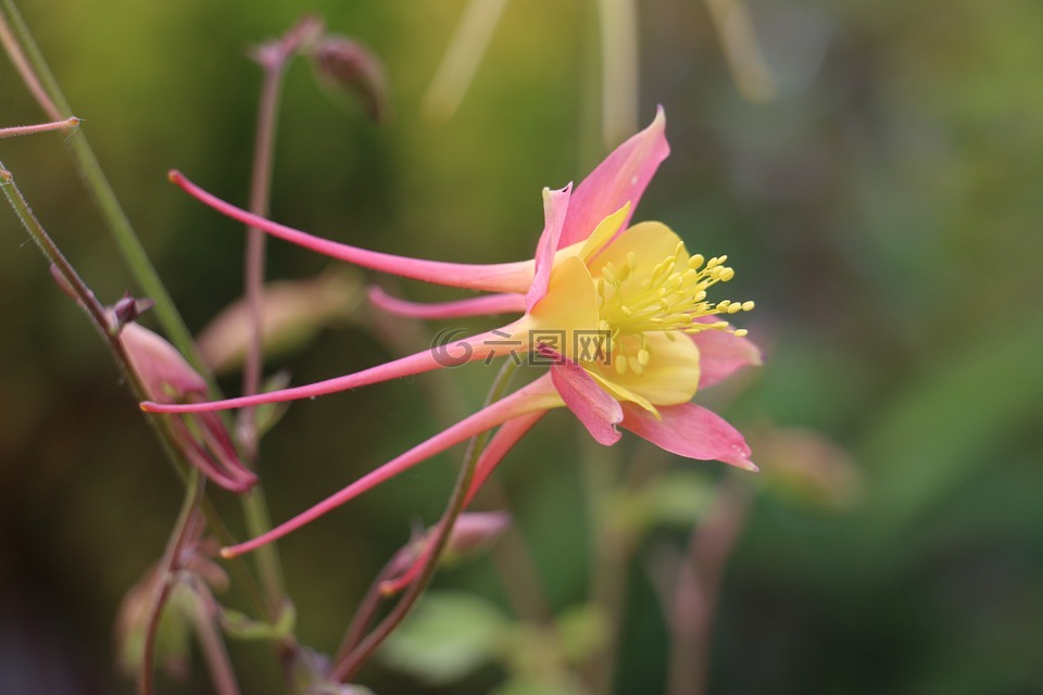 aquilegia,鸽的,粉红色