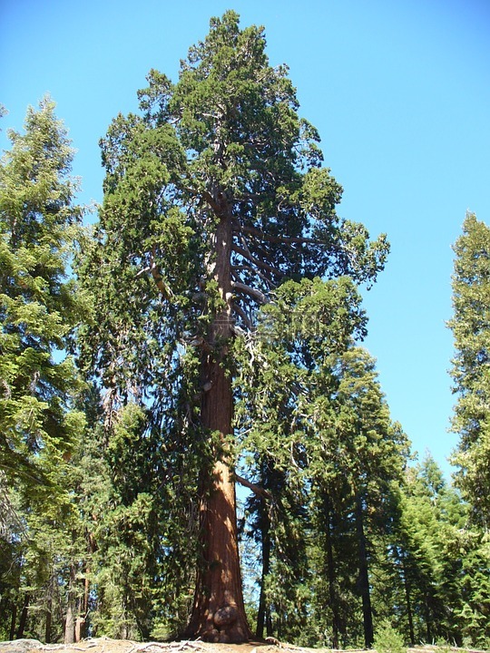 红木,树,巨型红杉