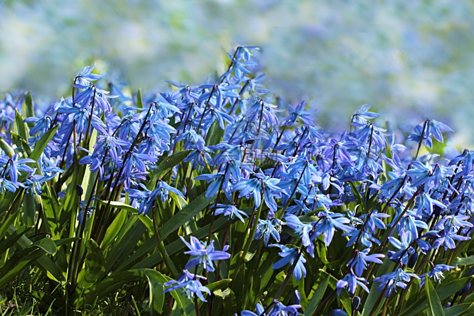 花,野风信子,hyacinthoides