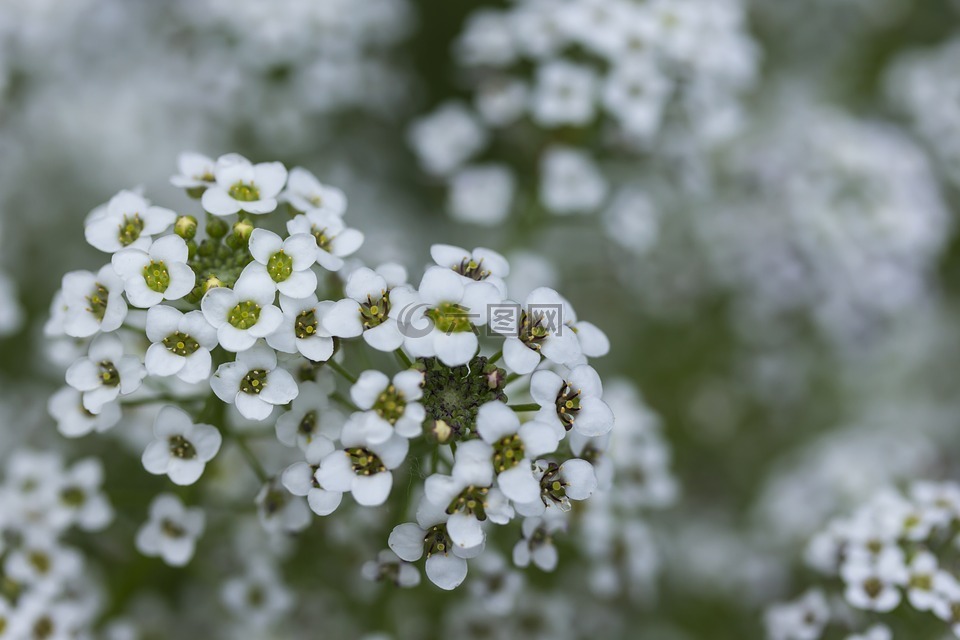 微小的白色花朵,白色的花,特写