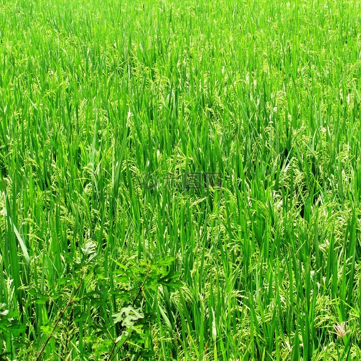 稻田,人工林,草
