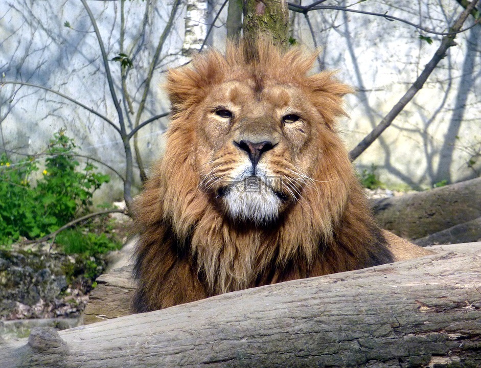 獅子,動物園,動物