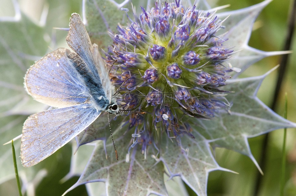 常见的蓝蝶,海冬青,康沃尔郡