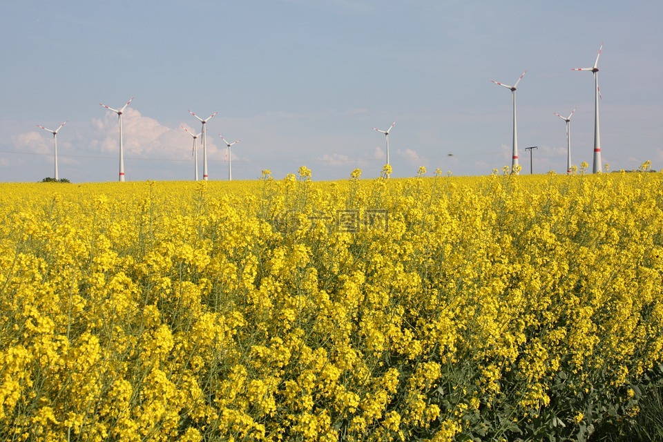 可再生能源,绿色能源,油菜