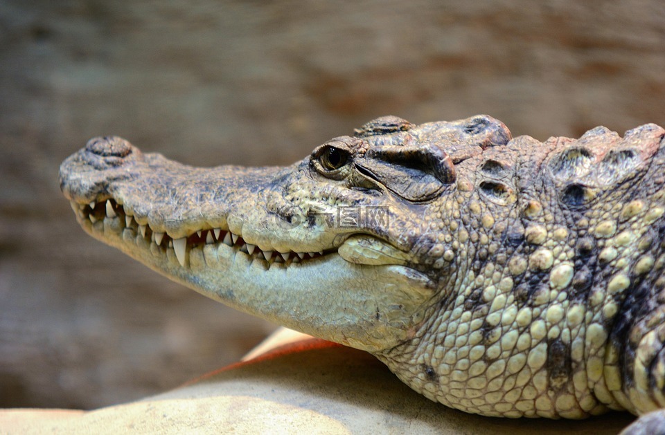 鳄鱼,头,口