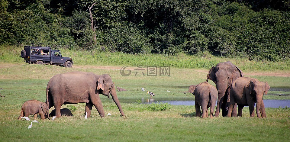大象,野生动物园,印度大象