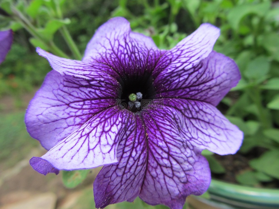 洋数控,花,紫色