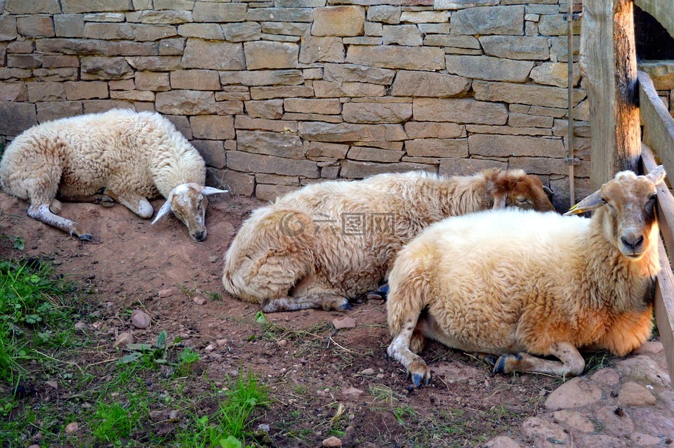 羊,羊毛,剪羊毛