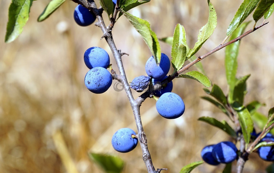 莓果,蓝色,植被