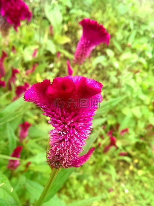 雞冠花,雞頭花,雞公花