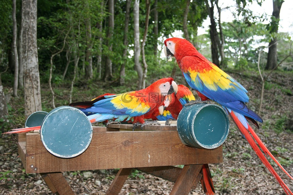 鹦鹉,洪都拉斯,中美洲