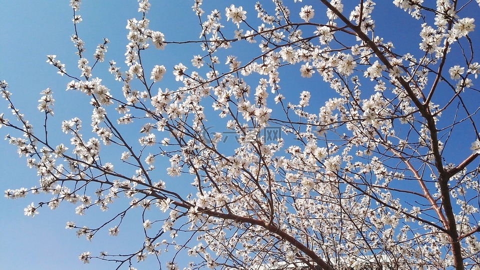 杏花,春天,蓝天下开了
