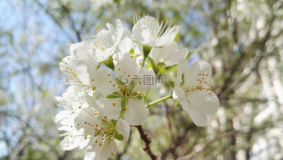 梨花,白色梨花,梨子树开的花