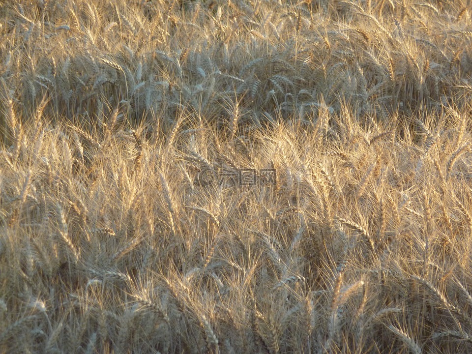 小麦,原野,食品