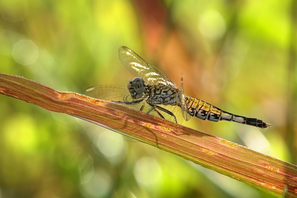 蜻蜓,头发花白的长尾,acisoma panorpoides